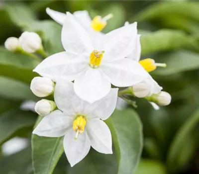 Jasminblütiger Nachtschatten