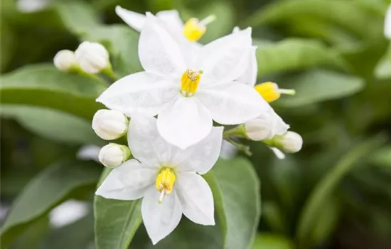 Jasminblütiger Nachtschatten