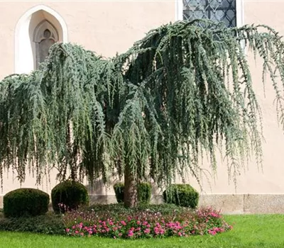 Hänge-Libanon-Zeder 'Pendula'