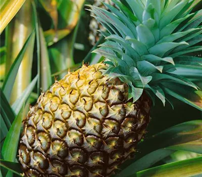 Ananas