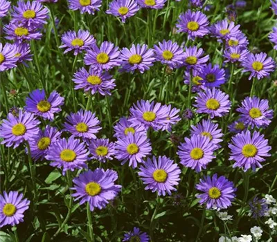 Alpen-Aster