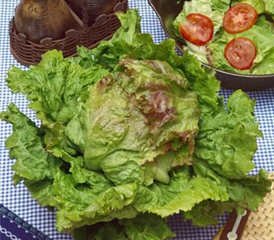 Krachsalat 'Grazer Krauthäuptel'