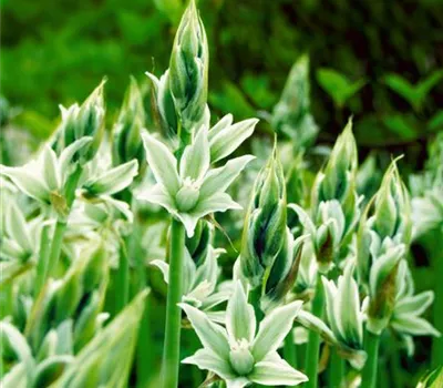 Ornithogalum