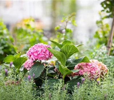 Bäume und Sträucher – eine attraktive Alternative zu Blumen