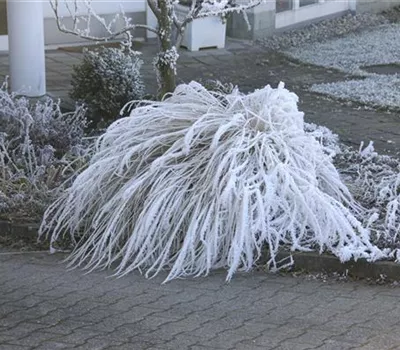 Winterharte Gräser - Pflegeleicht und sehr robust