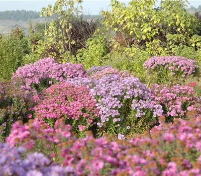 Mit schönen Beetpflanzen für neuen Glanz im Blumenbeet sorgen