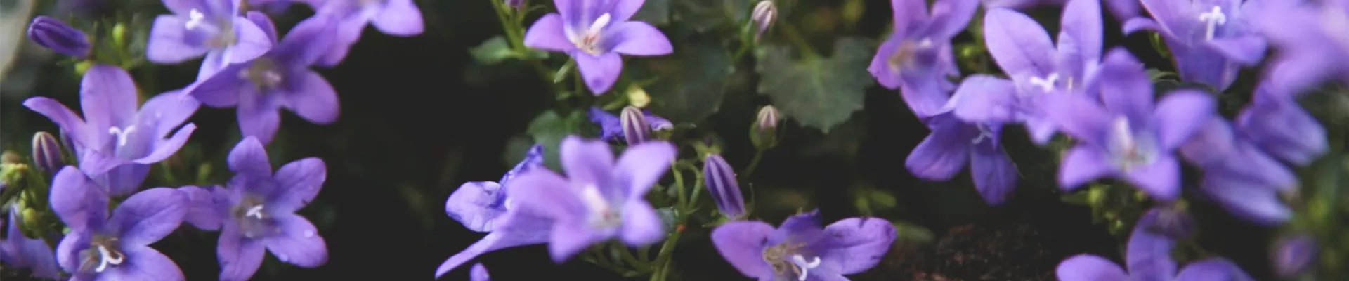 Dalmatiner-Polsterglockenblume - Einpflanzen im Garten (Thumbnail).jpg