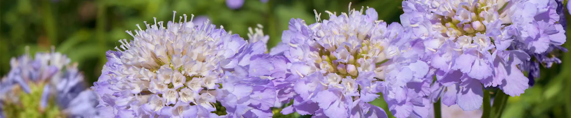 Taubenskabiose - Einpflanzen im Garten (Thumbnail).jpg