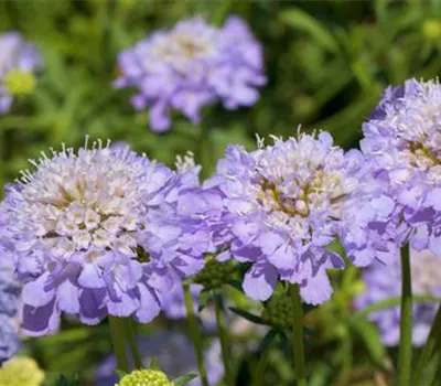 Taubenskabiose - Einpflanzen im Garten