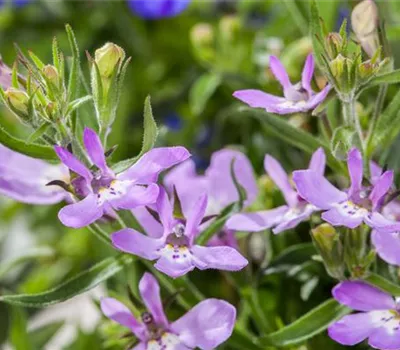 Männertreu – eine gefährliche Sommerliebe mit besonderen Blüten