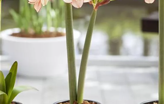 Amaryllis weiterpflegen