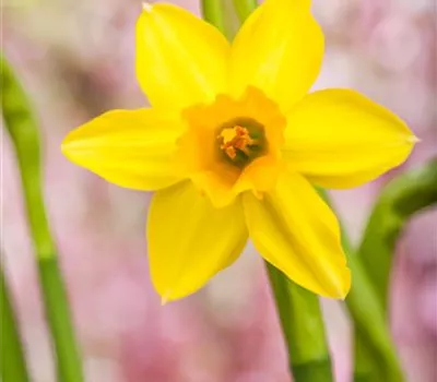 Narzissen – Frühling im Garten