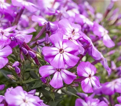 Flammenblumen lassen Ihren Garten in Farben baden