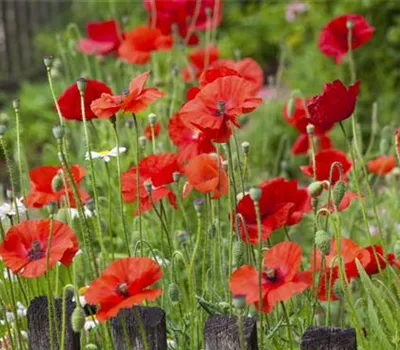 Der Klatschmohn – vom Acker in den Garten