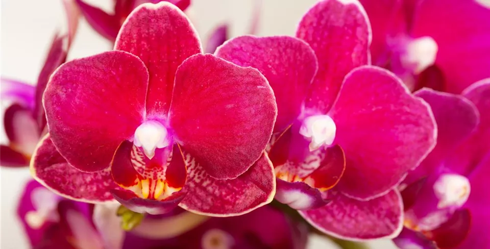 Phalaenopsis multiflora 'Yusah Swift'