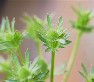 Edeldistel - Einpflanzen im Garten