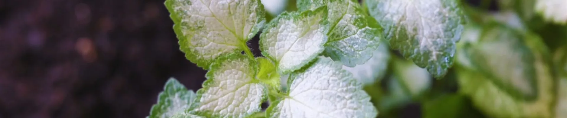 Taubnessel - Einpflanzen im Garten (Thumbnail).jpg