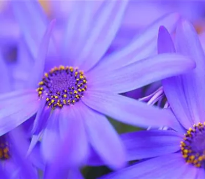 Gartenzinerarie - Einpflanzen im Garten