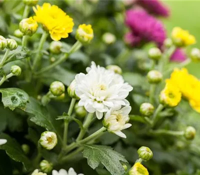 Herbst-Chrysantheme 'Trio'