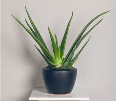 Echte Aloe