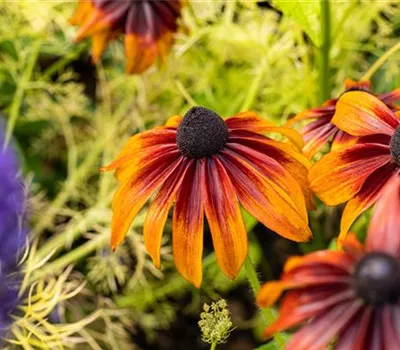 Bunte Blüten so weit das Auge reicht – Einen Staudengarten gestalten