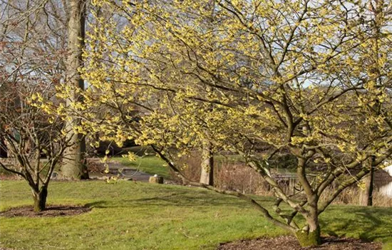 Eine Zaubernuss als Bereicherung im eigenen Garten