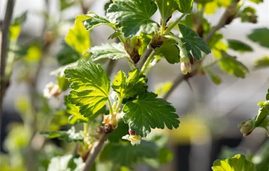 Stachelbeeren richtig pflanzen und pflegen