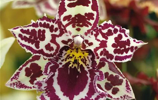 Orchidee 'Eurostar'