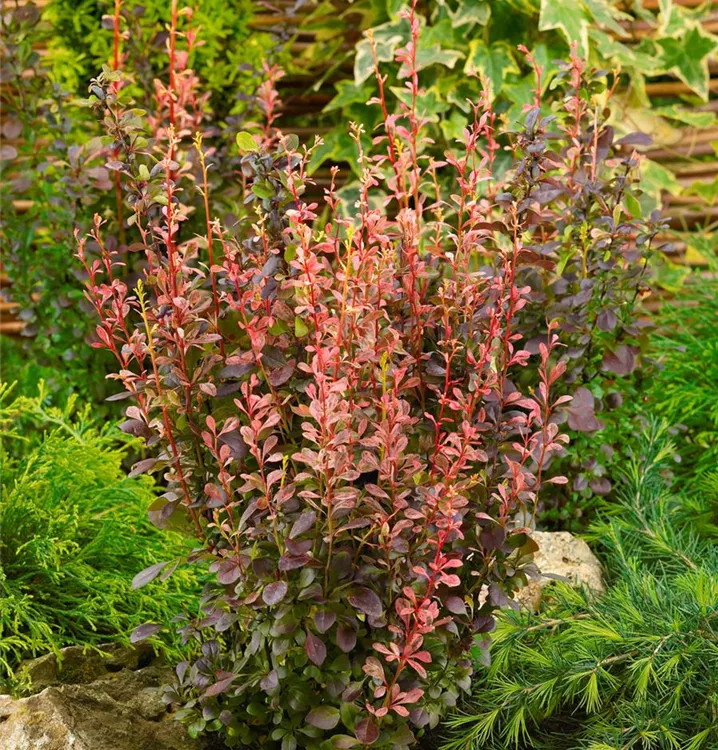 Heckenberberitze 'Rosy Rocket'