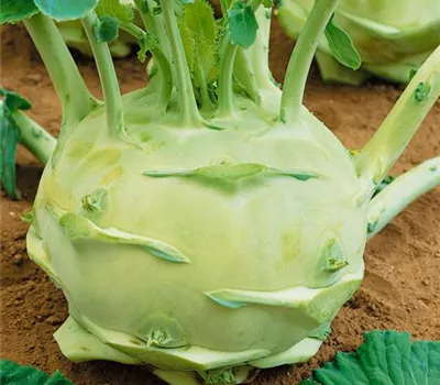 Kohlrabi 'Superschmelz'