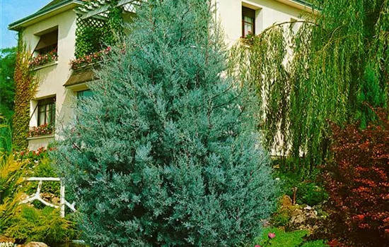 Blaue Arizona-Zypresse 'Glauca'