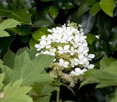 Eichenblättrige Hortensie