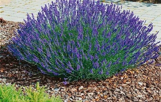 Echter Lavendel 'Hidcote'