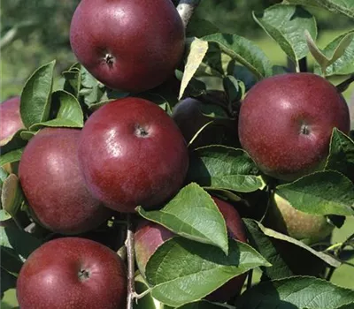 Säulenapfel 'Rotbäckchen'