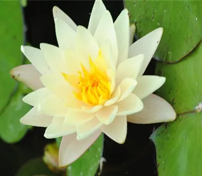 Garten-Seerose 'Marliacea Albida'