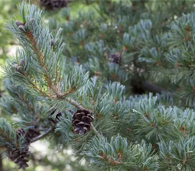 Blaue Mädchenkiefer 'Glauca'