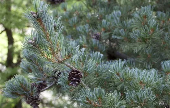 Blaue Mädchenkiefer 'Glauca'