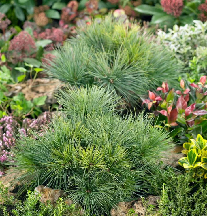 Weymouth-Kiefer 'Green Twins'