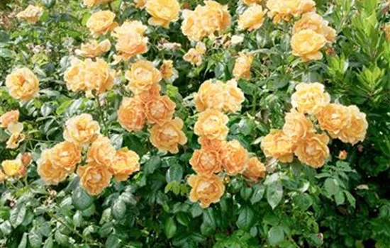 Floribunda Rose 'Easy Going'®