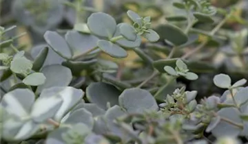 Zum Vergrößern klicken Bildvorschau