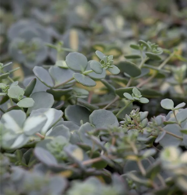 Siebolds Fettblatt Siebolds Fettblatt