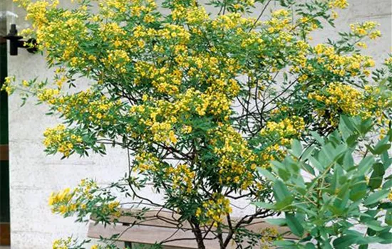 Senna