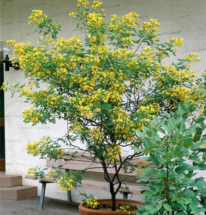 Senna