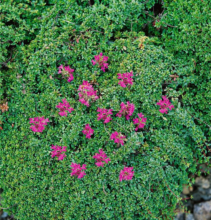 Garten-Thymian 'Coccineus'