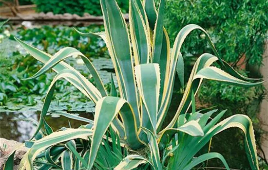 Amerikanische Agave 'Variegata'