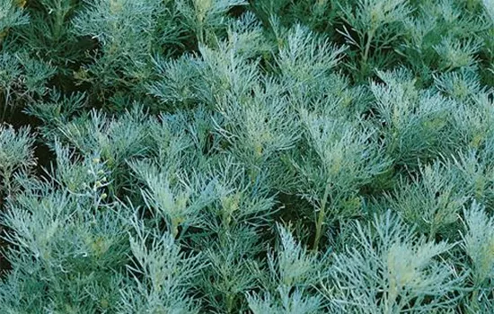 Coca-Cola-Strauch Coca-Cola-Strauch