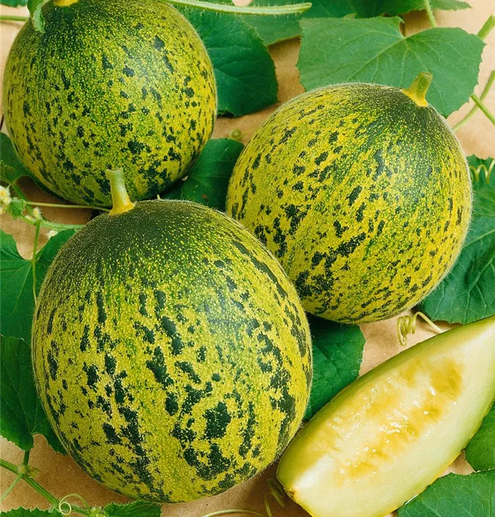 Zuckermelone