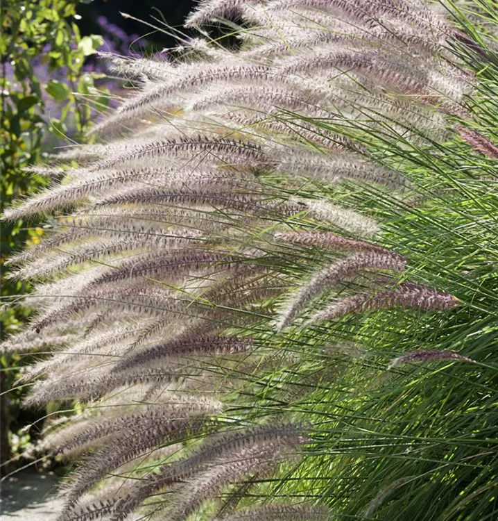 Asiatisches Federborstengras