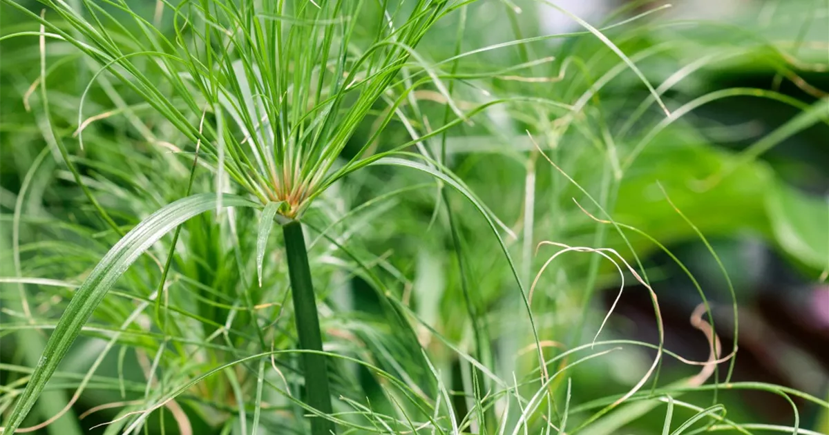 Cyperus papyrus - BAUHAUS E-Business GmbH & Co. KG
