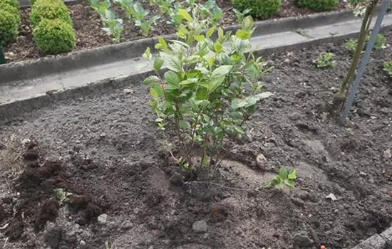 Apfelbeere - Einpflanzen im Garten